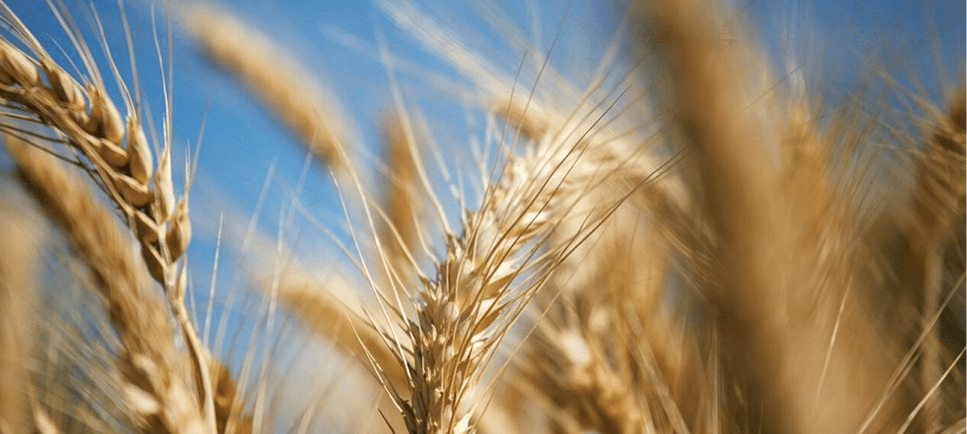 Sustainability - wheat